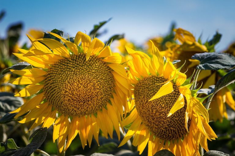 tournesols, agriculture, fleur, champs, soleil, champs, soleil, soleil, soleil, soleil, soleil