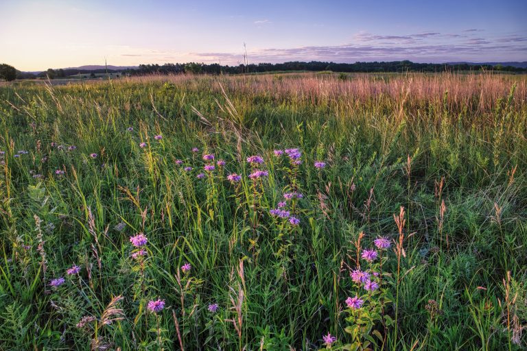 Lumière naturelle au bureau A peaceful evening view of a wildflower meadow with purple blooms in Minnesota's countryside.